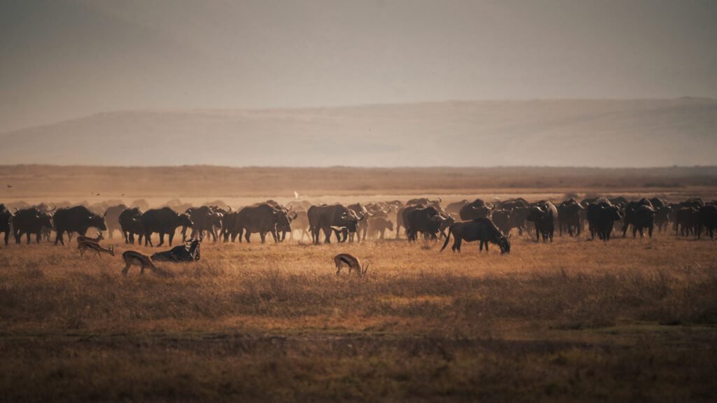 Buffalo herd moving across the Serengeti plains