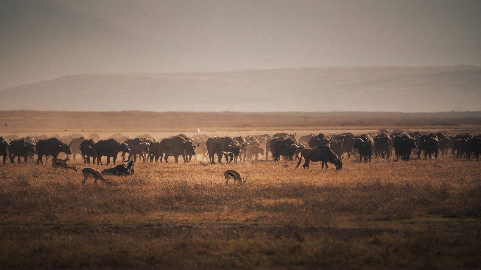 Buffalo herd on the Serengeti plains