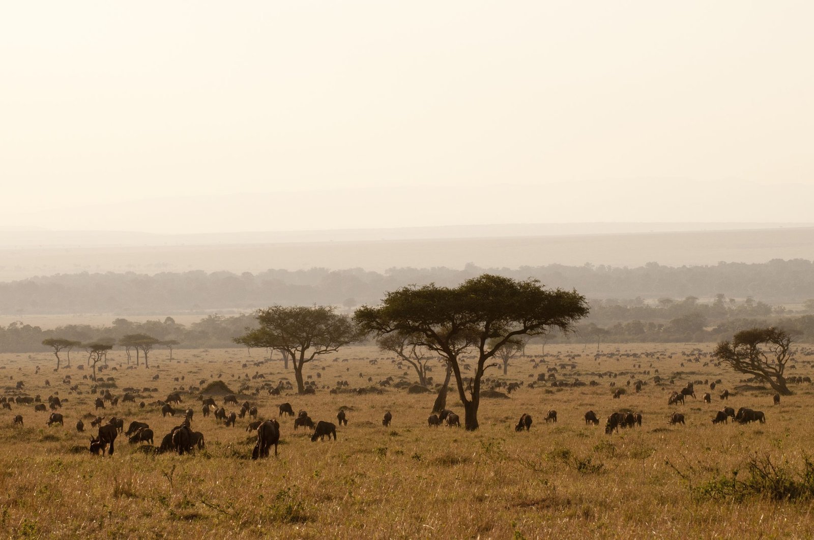 Wildebeest of the Great Migration