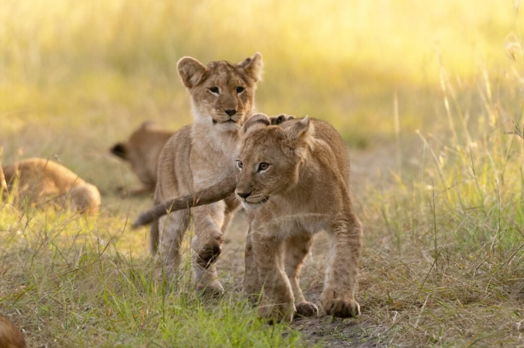 Lion cubs in golden Serengeti grass