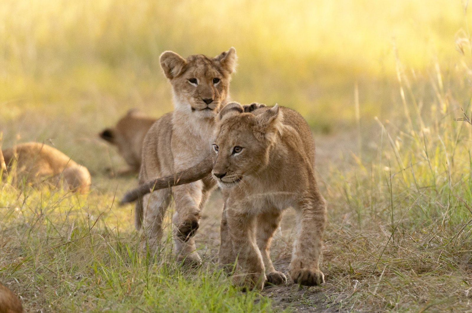 Lion cubs in golden light