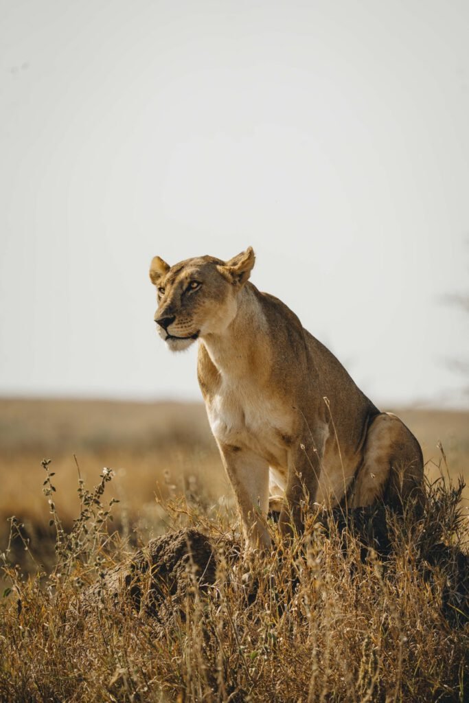 Lioness sitting on a termite mound in the golden grass of the Central Serengeti