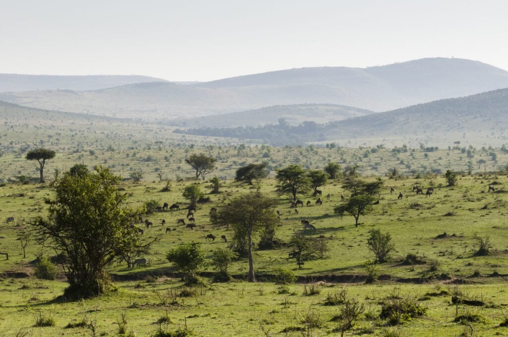 Wooded hills of the Nyabogati sector