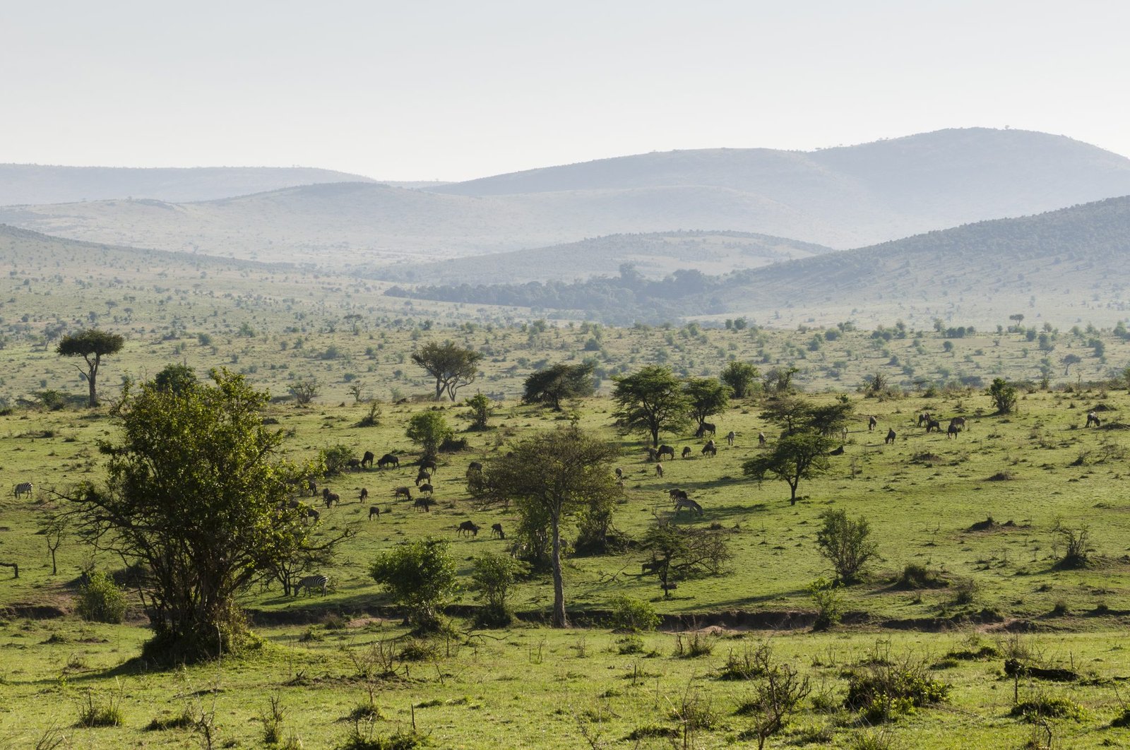 The wooded hills of Nyabogati